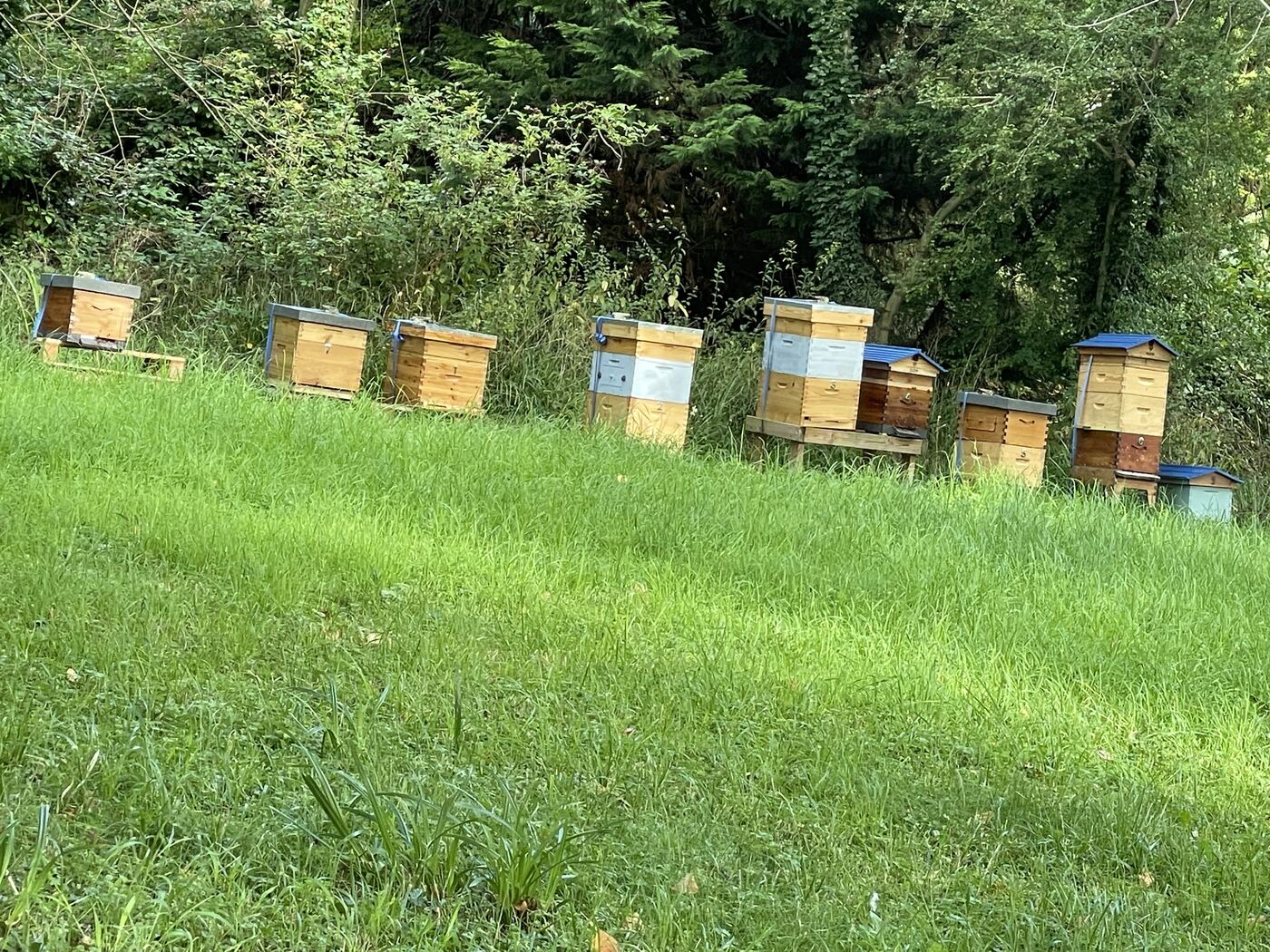 Our row of beehives in the meadow at Blewbury